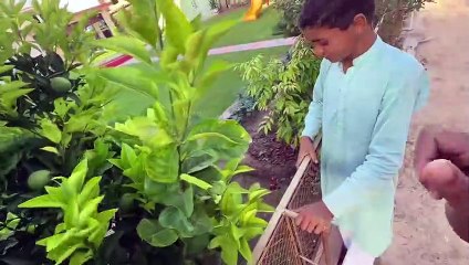 Shukr Hy Hamary Sab Budgies Thik Ho Gy