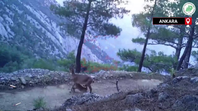 Yaban keçilerinin yavrularını beslediği anları fotokapan kaydetti