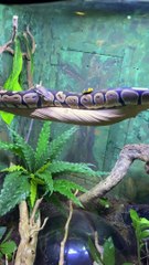 Python Flops Off Branch