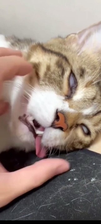 cute crazy cat #8