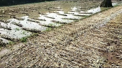 दौसा. गीजगढ़ में हुई मूसलाधार बारिश, तैरने लगे बाजरे के सिट्टे