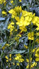 Always Feel Happy Remains with Natural Beauty | Relaxation | Beautiful Video