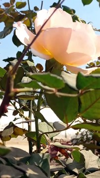 Amazing Fantastic View of Flowers | Relaxing Soul | Amazing Scenery | Nature View