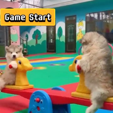 New Cute Baby Animals Video, Cutest Moments Of The Cute Puppies, New Funny Dogs Video 2023, Cute Dogs Video, Funny Dogs Video,