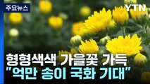 순천만 국가정원 가을맞이 새 단장...억만 송이 국화 만개 준비 / YTN