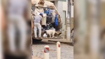Cachorro viraliza após ajudar garis em Minas Gerais; Veja vídeo