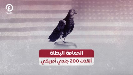 الحمامة البطلة أنقذت 200 جندي أمريكي