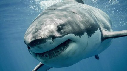 How to Survive a Shark Attack? | According to Shark Experts
