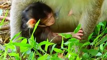 P8-Summary of the animation of the young Lizza Monkey in the fight to survive with the herds