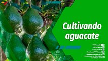 Cultivando Patria | Producción agrícola de aguacate en la Finca Frutiagro