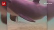Nacimiento de delfín enternece las redes sociales; el recibimiento de su madre conmueve a usuarios