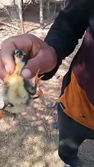 Nació un pollito con cuatro patas en Lumbreras
