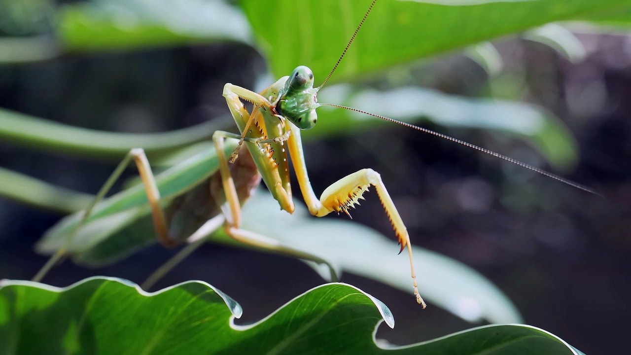 Asian Mantis