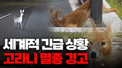 [왓슈] 쫓기는 국제 멸종위기종 고라니! / YTN