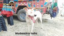 Special Kohati gultair Dogs Market | German shepherd | Pakistani bully dog | Pitbull | kohat dog mandi