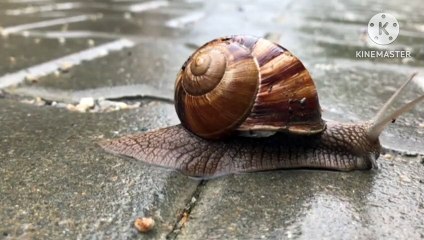 How Snails move?