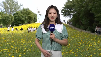 맑은 가을날, 올림픽공원 노랑 코스모스 만개 🌼