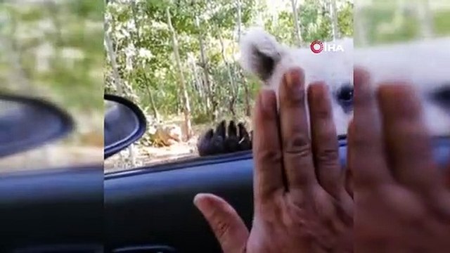 Aracın camından içeri sarkan boz ayıyı eliyle besledi