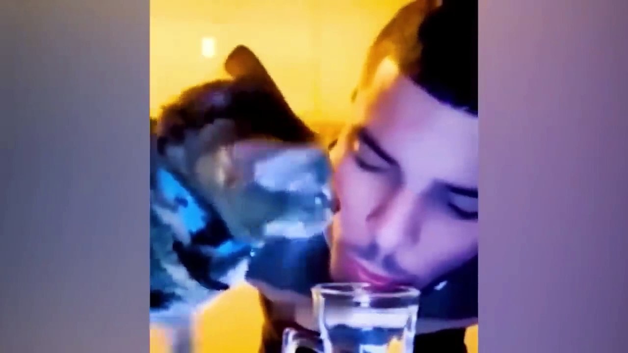 dog and cat video funny 31