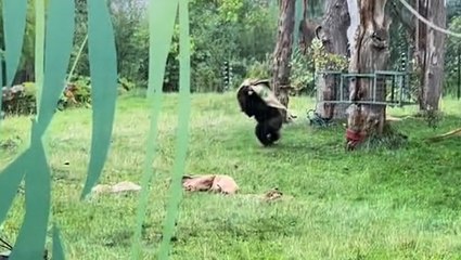 Hilarious moment apes run for cover from rain at London Zoo