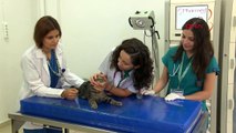 BUÜ Veteriner Fakültesi Hayvan Hastanesi'nde ameliyat edilen sokak kedisi Ali Cabbar sağlığına kavuştu