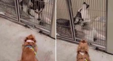 Nach 18 Monaten Trennung „singen“ und „tanzen“ Hunde vor Freude bei ihrem Wiedersehen