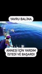 Yavru balina annesi için yardım istedi