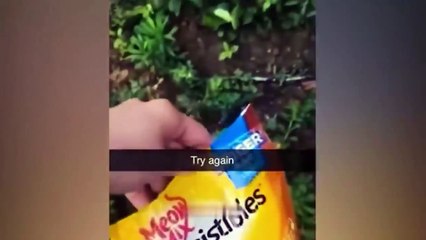 dog and cat video funny 34