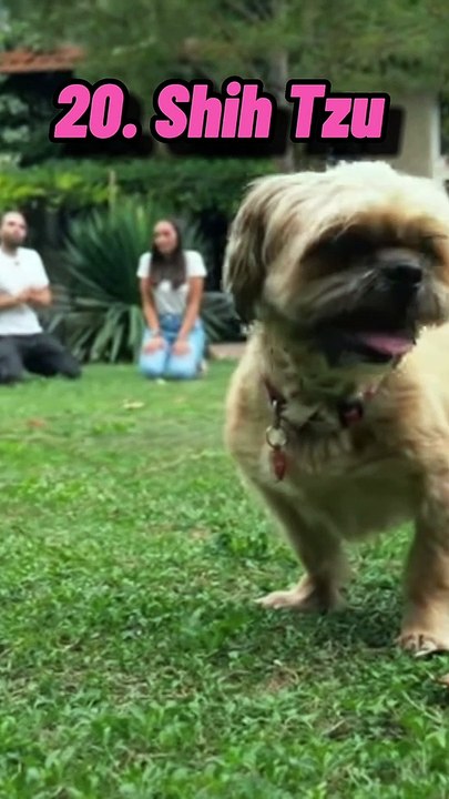 Top 20 des races de chiens préférés des français