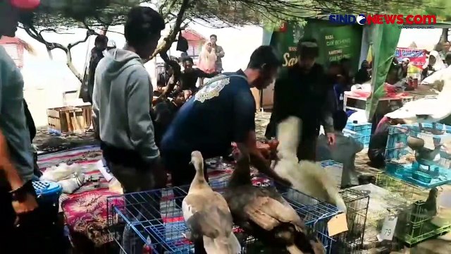 Kontes Entok di Kebumen Jawa Tengah Diikuti Ratusan Peserta