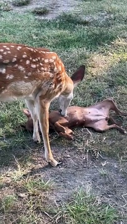 Deer Grooms A Dog