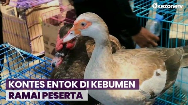 Ratusan Entok Ikut Kontes di Kebumen Jawa Tengah