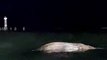 Baleia jubarte é encontrada morta na praia de Ponta Verde