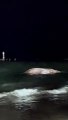 Baleia jubarte é encontrada morta na praia de Ponta Verde