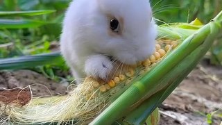 Rabbit Want To Eat Corn | Hungary Rabbit | Animals Funny Moments | Cute Pets | Animals Satisfying Videos #animal #rabbit #asmr