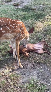 Deer Grooms A Dog