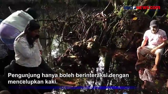 Menyapa Udang Keramat di Sulawesi Tenggara, Dipercaya Dapat Menyembuhkan Penyakit