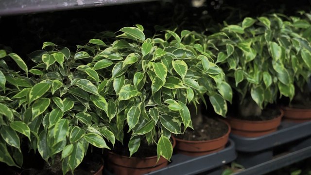 Egzotycznie podczas Festiwalu Roślin na UWM