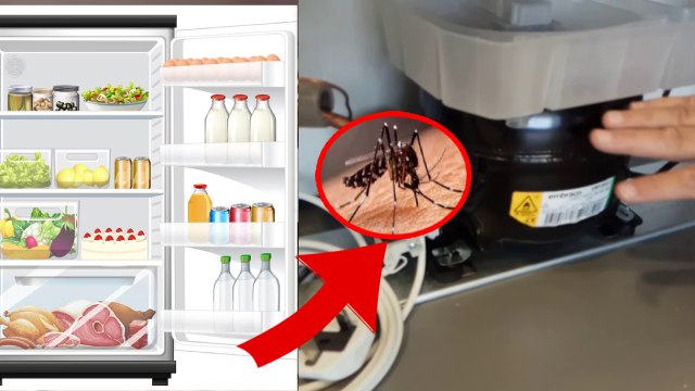 क्या Fridge में पनप सकते हैं Dengue मच्छर | Dengue Mosquito larvae in Fridge Water Fact Check