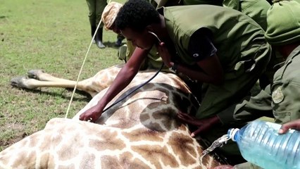 Giraffe GPS: how Kenyan rangers track the animals