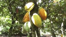 L’Union européenne offre 1,5 milliards FCFA pour une cacao-culture durable