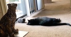 Cat Meets His Baby Sister
