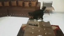 Playful Rottweiler Puppies - Rottweiler funny video - The Rottweiler vibes