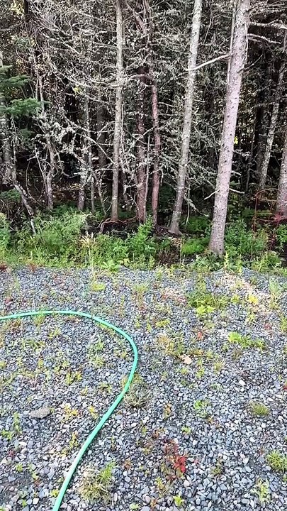 Woman Hand-Feeds Wild Blue Jay