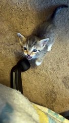 Standing Kitten Loses His Balance