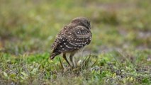 Goofy owl tumbles and then tries to save face by pretending that nothing happened