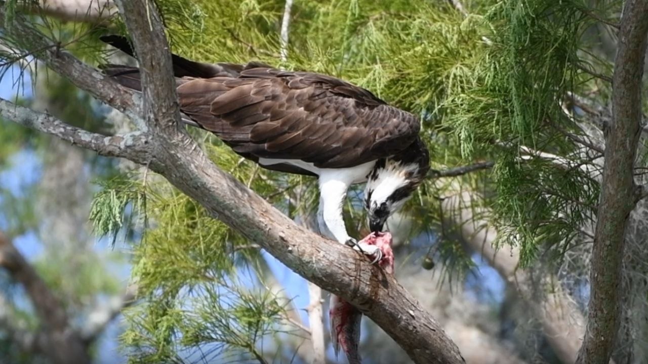 'Sushi for breakfast!' - Cold-hearted osprey devouring a struggling fish