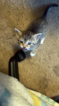 Standing Kitten Loses His Balance