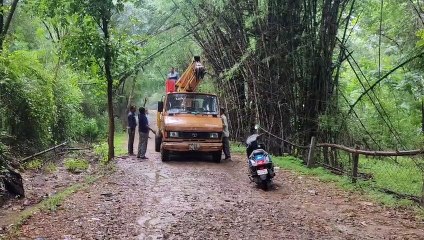 बांस के पेड़ों की छटनी की