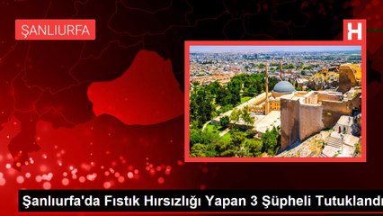 Şanlıurfa'da Fıstık Hırsızlığı Yapan 3 Şüpheli Tutuklandı